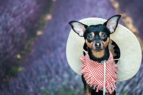 Um agricultor, um americano, um cowboy. Retrato de um cão em uma cicatriz — Fotografia de Stock