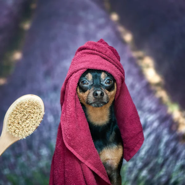 Cachorro, perro en una toalla después de bañarse. Puerto de perro bonito — Foto de Stock