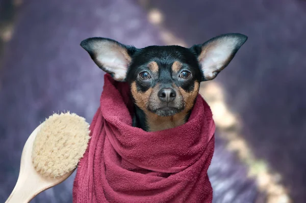 Filhote de cachorro engraçado, cão em uma toalha depois de tomar banho. Bonito cão. — Fotografia de Stock