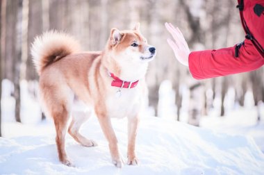 Shiba Inu doğurmak köpek oyunları kız, dur işareti, el gösterir üzerinde olması