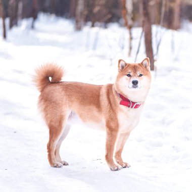 Shiba Inu doğurmak köpek ayakları üzerinde güzel bir wint karda