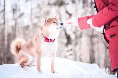 Shiba Inu doğurmak köpek çalış bir kızla, bir kız üzerinde bir köpek beslemek bir 