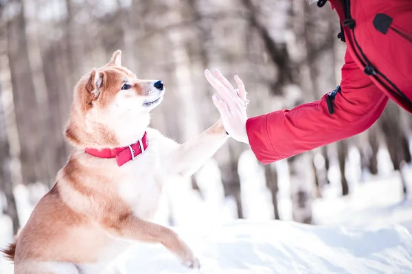 Pies rasy Shiba inu odgrywa z dziewczyną, daje jej łapy, na bea — Zdjęcie stockowe