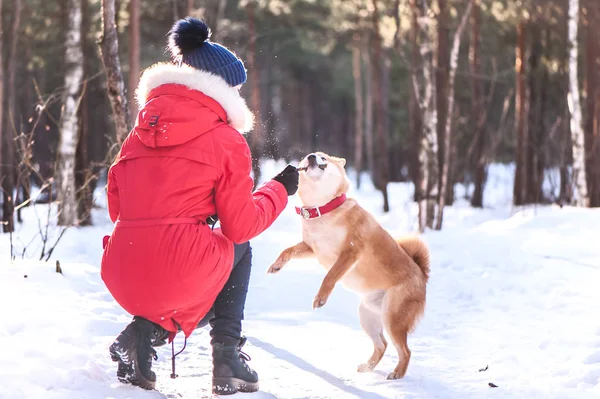 Shiba inu 강아지 품종에 대 한 아름 다운 겨울에 여자 재생 — 스톡 사진