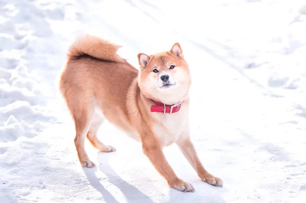 시바 inu 품종의 개는 아름 다운 wint에 눈에 서 서 — 스톡 사진