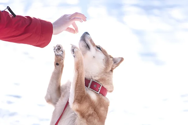 Shiba inu raça cão brinca com uma menina, uma menina alimenta um cão, em um — Fotografia de Stock