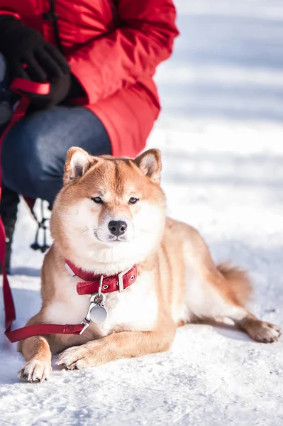 Cane della razza Shiba inu si trova sulla neve su un bel vento — Foto Stock