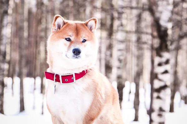 Собака породы шиба ину сидит на снегу на красивом винте — стоковое фото