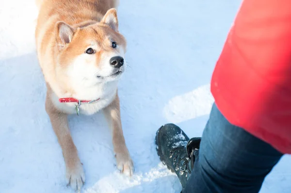 O cão da raça Shiba inu sentou-se para um salto contra o traseiro — Fotografia de Stock