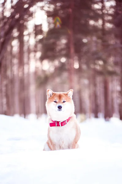 Pies rasy Shiba inu siedzi na śniegu na piękne garniturów źim — Zdjęcie stockowe