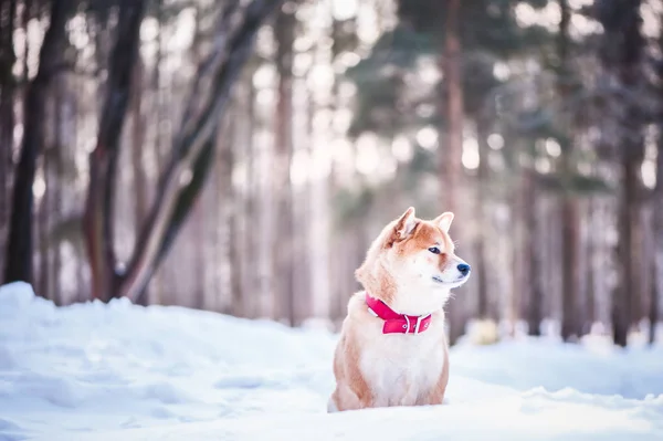 Cane della razza Shiba inu siede sulla neve su un bel vento — Foto Stock