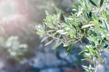 Batan güneşin ışınları bir zeytin ağacı dalı. Durağındayım