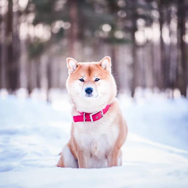 Cão da raça Shiba inu senta-se na neve em um belo winte — Fotografia de Stock