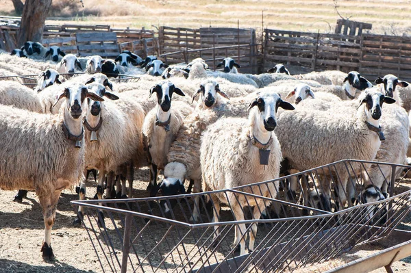 Herd of sheep in a pen, in a colorful village