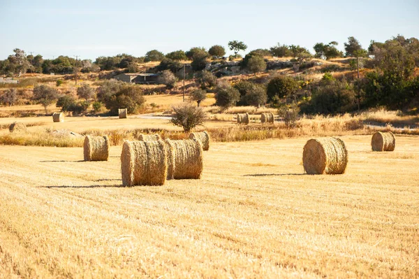 Grote ronde balen stro, bundels en hooibergen op het veld in th — Stockfoto