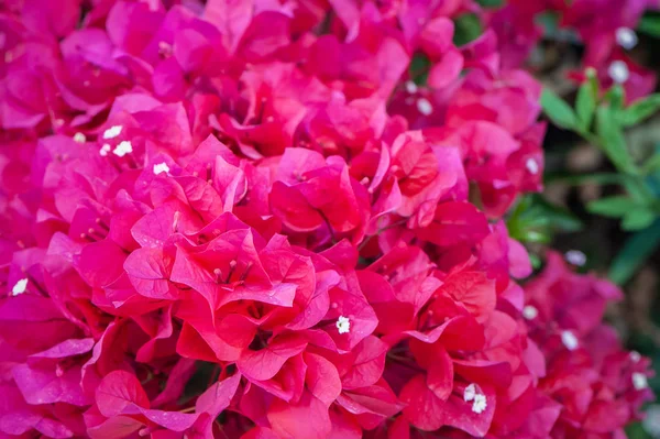 Bougainvillea, bardovo flores vermelhas, textura, fundo — Fotografia de Stock