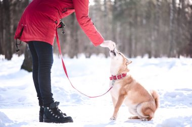 Shiba Inu doğurmak köpek çalış bir kızla, bir köpek, tren bir kız bir