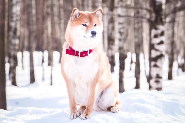 Pies rasy Shiba inu siedzi na śniegu na piękne garniturów źim — Zdjęcie stockowe