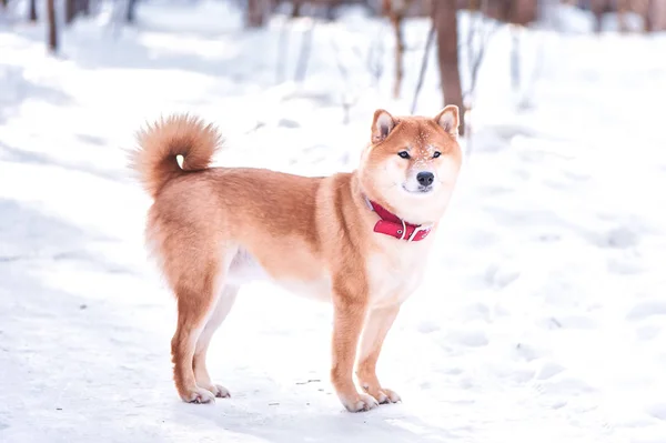 Hund der Rasse shiba inu steht auf dem Schnee an einem wunderschönen — Stockfoto