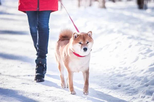 O cão da raça de Shiba inu anda em uma coleira com o proprietário em th — Fotografia de Stock