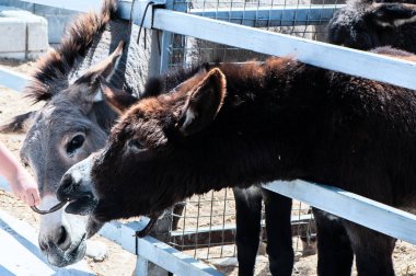 Hayvanat bahçesinde yem eşek
