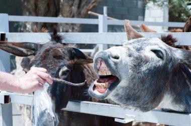 Hayvanat bahçesinde yem eşek