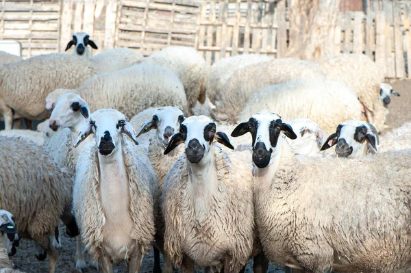 Troupeau de moutons en enclos, dans un village coloré — Photo