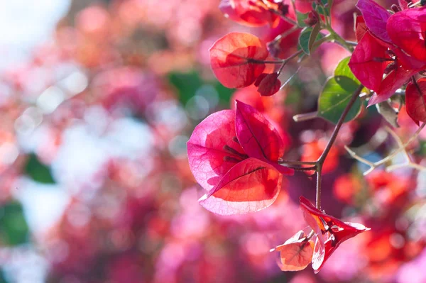 Bougainvillea, flores vermelhas, textura, fundo — Fotografia de Stock