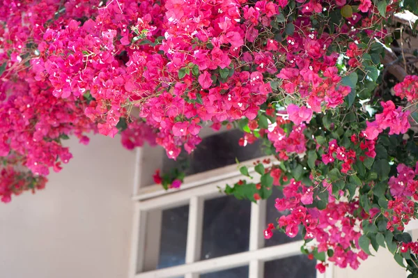 Janela branca cercada por bougainvillea vermelho florescendo — Fotografia de Stock