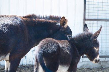Tükenmez kalemle komik eşek