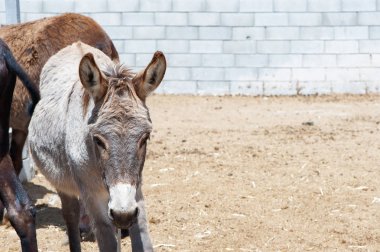 Tükenmez kalemle komik eşek