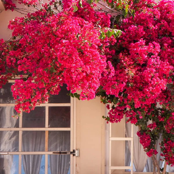 White window surrounded by blooming red bougainvillea — Stock Photo, Image