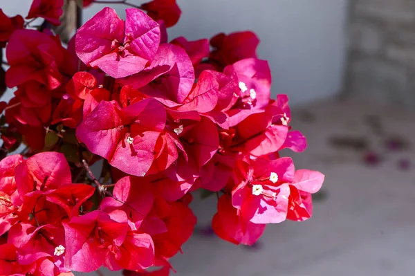 Bougainvillea, flores vermelhas, textura, fundo — Fotografia de Stock