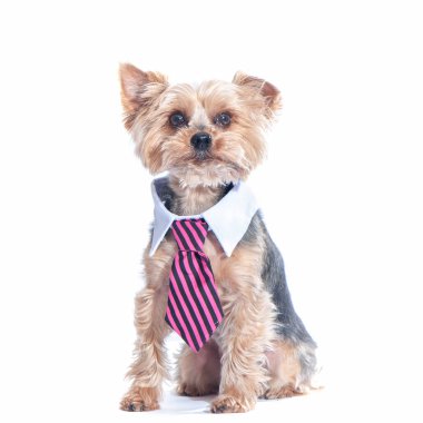 Köpek, yorkshire terrierin kravat bir ve bir beyaz yakalı. Eğitim, 