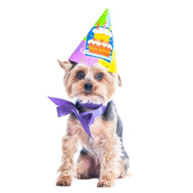 Sevimli köpek, karnaval parti şapka kutlayarak yorkshire korkunç