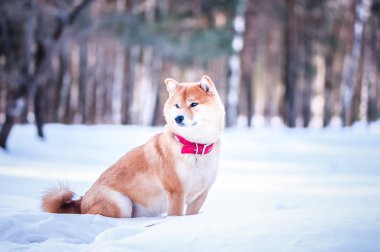 Güzel bir winte karda Shiba Inu doğurmak köpek oturur