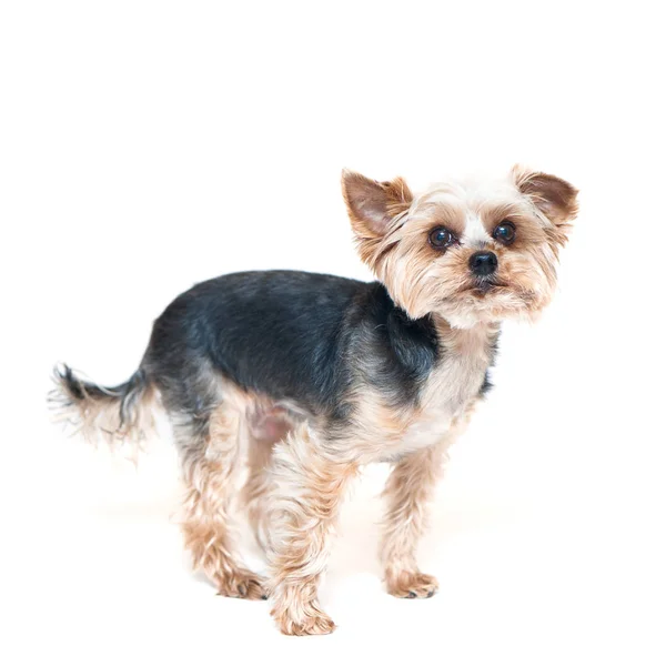 Köpek, yorkshire terrier üzerinde beyaz izole — Stok fotoğraf