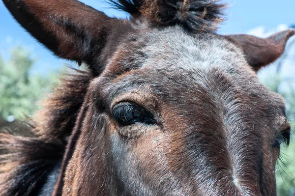 Грустные глаза крупного рогатого скота, концепция защиты животных, веган — стоковое фото