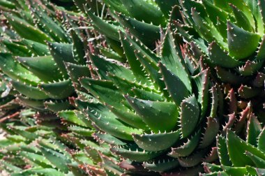 Kaktüs dokusu, kızıl, dökmeyen bitki
