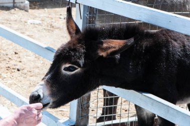 Hayvanat bahçesinde yem eşek