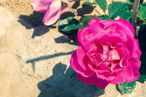 Rose rouge dans l'herbe. Modèle de fleur, fond d'été . — Photo