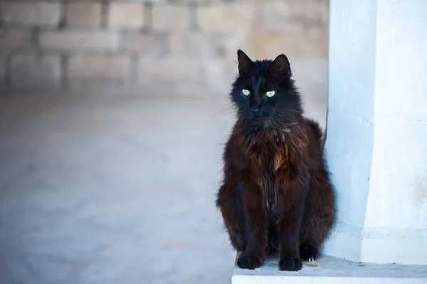 Czarny, bezdomny kot, miejsce na tekst — Zdjęcie stockowe