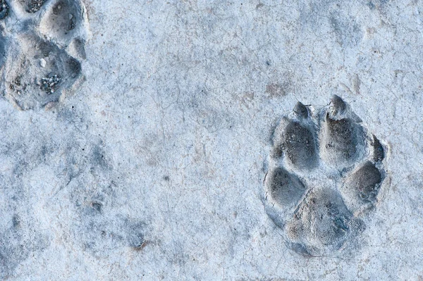 石で凍った動物のトラック — ストック写真