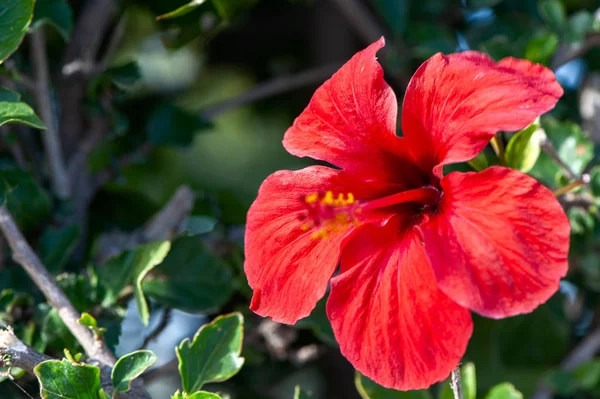 Fundo tropical bonito com flor vermelha brilhante, trópicos — Fotografia de Stock