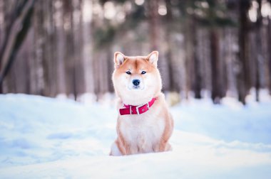 Güzel bir winte karda Shiba Inu doğurmak köpek oturur