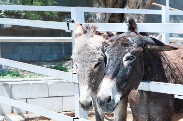 Legrační osli v Peru — Stock fotografie