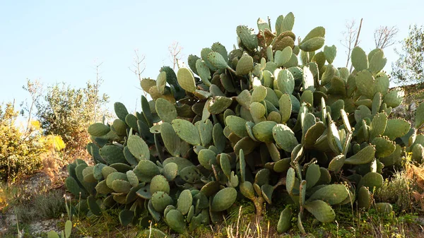 Énorme cactus vert contre le ciel bleu — Photo