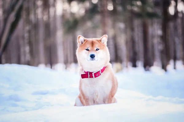 Hond van de Shiba inu RAS zit op de sneeuw op een mooie winte — Stockfoto