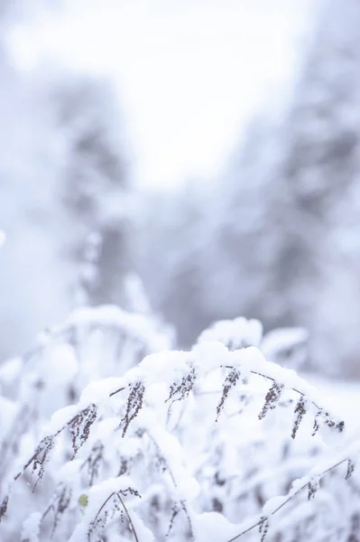 Winter achtergrond, met ruimte voor tekst. Op de voorgrond planten — Stockfoto