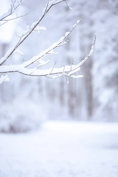 겨울을 배경으로 문자를 보낼 공간 이 있습니다. 기사를 참조하 십시오. — 스톡 사진